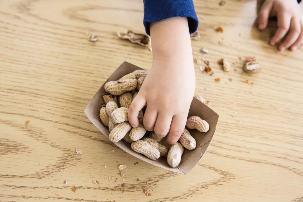 Child's hands reaching into a cardboard box of shelled peanuts, with broken peanut shells on the table.